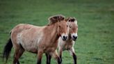 Wild Przewalski’s horses return to Kazakhstan after 200 years