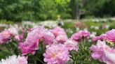 Historic peony garden in bloom at University of Michigan's campus in Ann Arbor