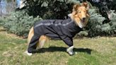 Best hiking gear for dogs, according to expert hikers and dog parents | CNN Underscored