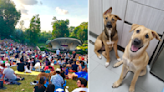 'Jazz for Dogs' returns after COVID-19 pandemic for third edition