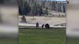 Colorado man gored by bison in Yellowstone National Park