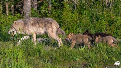 Young wolf pups add delight to the Cedar Meadows Resort & Spa experience