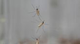 What to look for in mosquito repellents - WTOP News