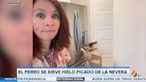 Un perro preparado para el verano: una mujer graba a su mascota sirviéndose hielo de la nevera para refrescarse