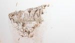 5 Ways to Tell if You Have Termite Damage or Water Damage (or Both)