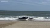 Dead juvenile humpback whale washes up on Outer Banks