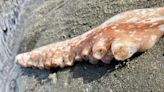 PHOTOS: Giant Pacific octopus tentacles wash up on the Oregon Coast