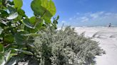 Beach vegetation traps sand and stabilizes coastal dunes