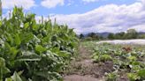 Missoula's Corner Farm seeks funding for land trust ownership