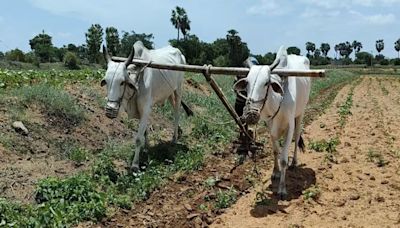 This Telangana Farmer Earns Rs 6,000 A Day Offering Bulls For Ploughing Fields - News18