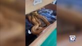 Watch: Florida family finds snake hiding in sock drawer