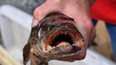 A 'Frankenfish' that can live without water for days and officials instruct to kill on sight was spotted deep in Missouri, worrying conservationists