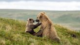 Katmai’s fat bears are famous, but here’s what you else you should know about the park