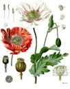 Papaver somniferum