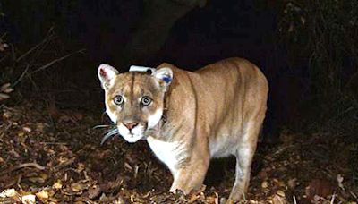 Big Cat Fever Returns To L.A. As Mountain Lion Possibly Spotted In Hollywood Hills