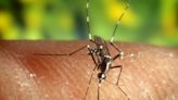 Alerta en Córdoba por presencia de otro mosquito trasmisor de dengue