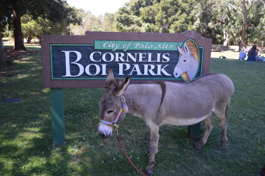Basis for ‘Shrek’ donkey receives government grant for care