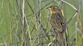 ‘Frisky little songbird’ needs protection from sea level rise, environmental group tells feds