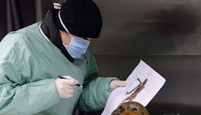 How Did Ötzi the Iceman Get His Tattoos? Archaeologists and Tattoo Artists Unravel the Mystery