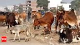 Cow-based varsity: RSS idea may find mention in Budget | Lucknow News - Times of India