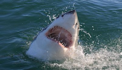 Shark Watch: Top 10 most dangerous beaches involving shark attacks, surfer deaths