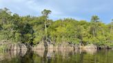 Half the world’s mangroves ‘at risk of collapse’ as climate change threat grows