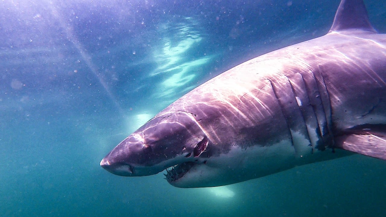 Mark and Big Daddy seen among the white sharks seen off Cape Cod in the last week