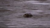 Rascally reptile rescued from a frozen lake by Brampton, Ont., firefighters