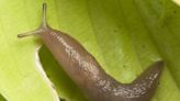Gardener's two-item tip can banish slugs from your plants – and it's a fiver
