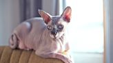 200+ Hairless Cat Names That Aren't Mr. Bigglesworth