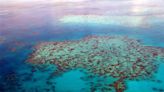 More than coral: The unseen casualties of record-breaking heat on the Great Barrier Reef