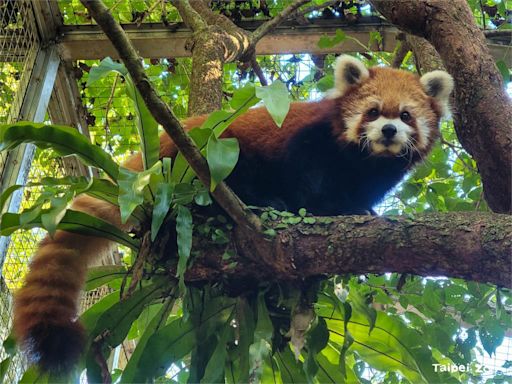 小貓熊「YaYa」腦病變離世！ 北市動物園哀悼：再見了-台視新聞網