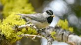 Bird brains: Nevada researcher studies chickadees' memories