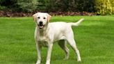 Texas Labrador Looking for a Loving Home After Being Freed From Railroad Tracks