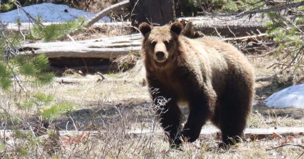 Idaho Fish and Game misidentified grizzly killed by hunter