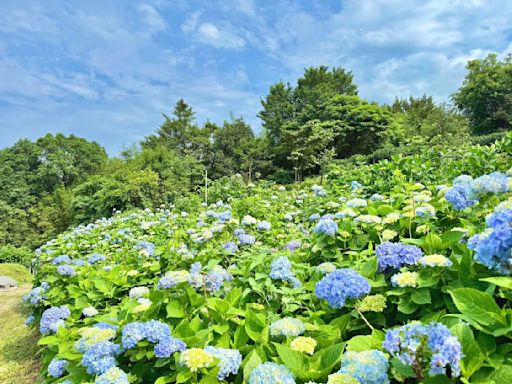 「北部最大繡球花田」5／9開園！今年走泡泡風主題 最美花期曝