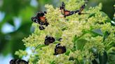 Mariposas "parche carmesí" llegan de manera masiva a varios municipios de Hidalgo | El Universal