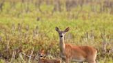 Missouri deer hunting season regulations are changing in 2023. Here's why.