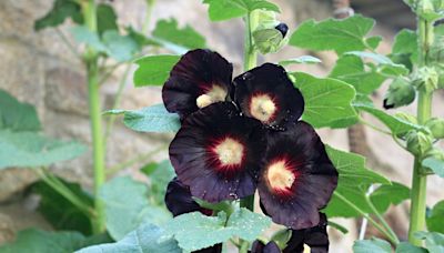 These Beautiful Black Flowers Add Offbeat Charm to Any Garden