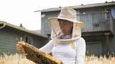 Hobbyist beekeepers are buzzing after reversing America’s critical bee shortage in just 5 years