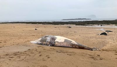 Why do so many whales end up on Britain's beaches?