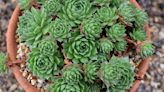 Everything You Need to Know to Care for a "Hens and Chicks" Plant