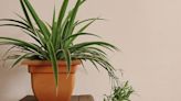 Top air-purifying houseplants to help cut down time on your cleaning routine