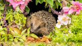 How gardeners can help wildlife through summer and beyond