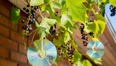 Gardeners advised to hang CDs in hack experts swear by to keeps birds away