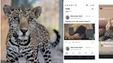 Acusan a dos personas de abandonar a un cachorro de jaguar en santuario de San Diego