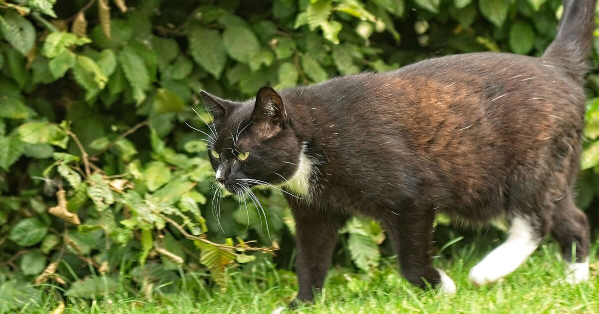 Cats stay far away from gardens for good when growing five plants they hate