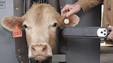 Rounds bill would prevent mandatory electronic tags for cattle and bison