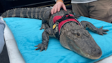 Wally the emotional support alligator reportedly stolen, owner pleas for safe return: "Bring my baby back"