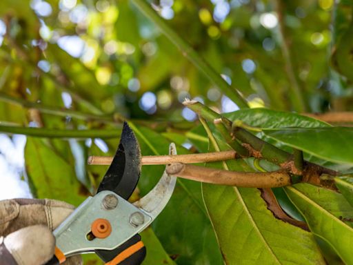 Now Is the Worst Time to Prune Trees, a Gardener Says—What You Should Know